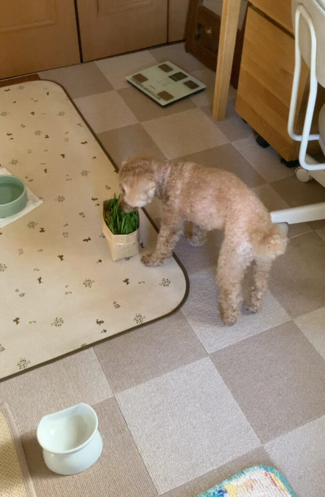 草を食べる犬