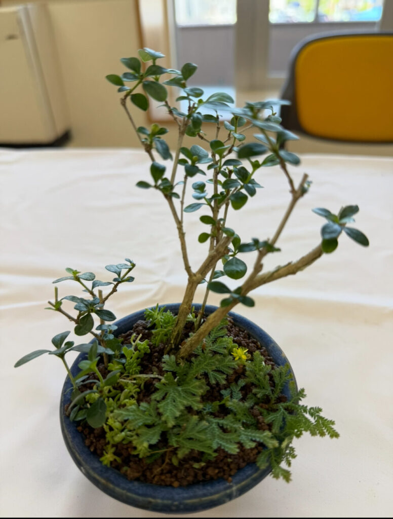白丁花