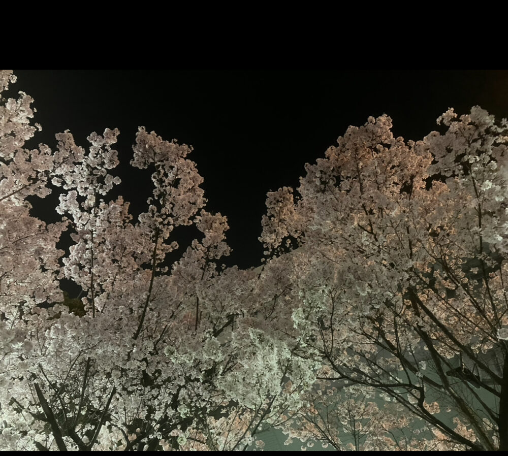 夜桜