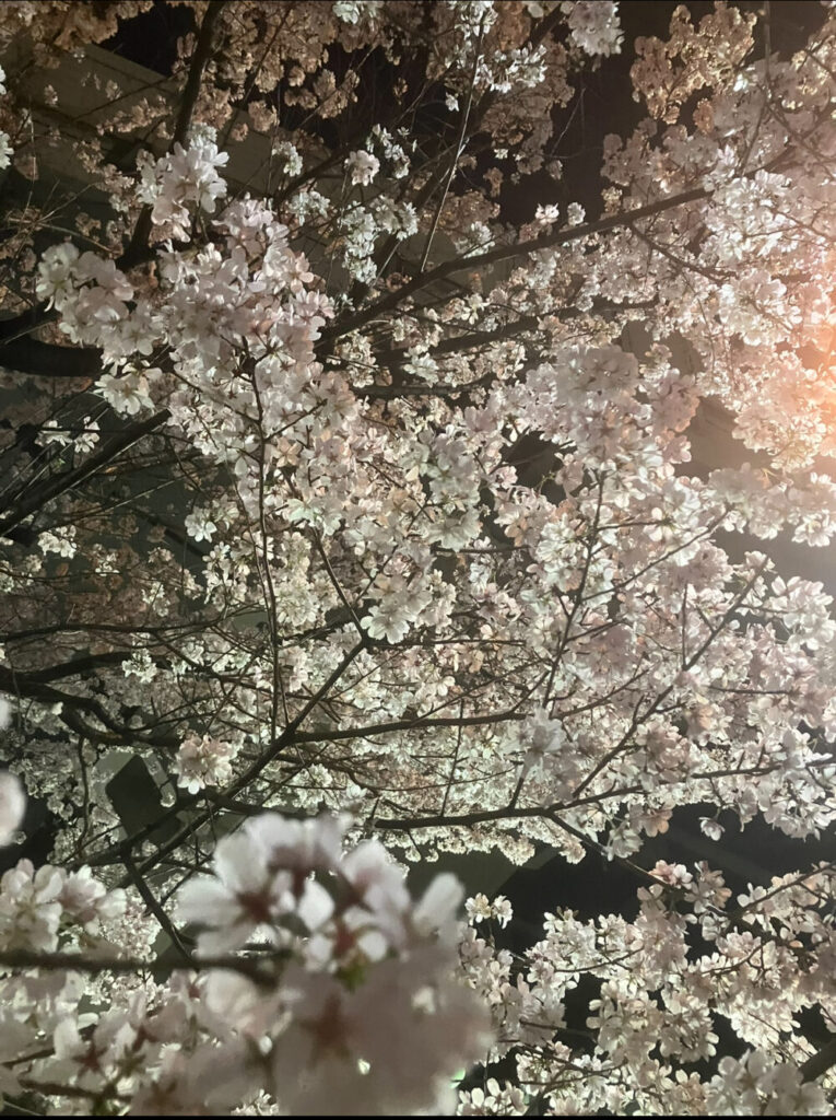 夜桜ライトアップ