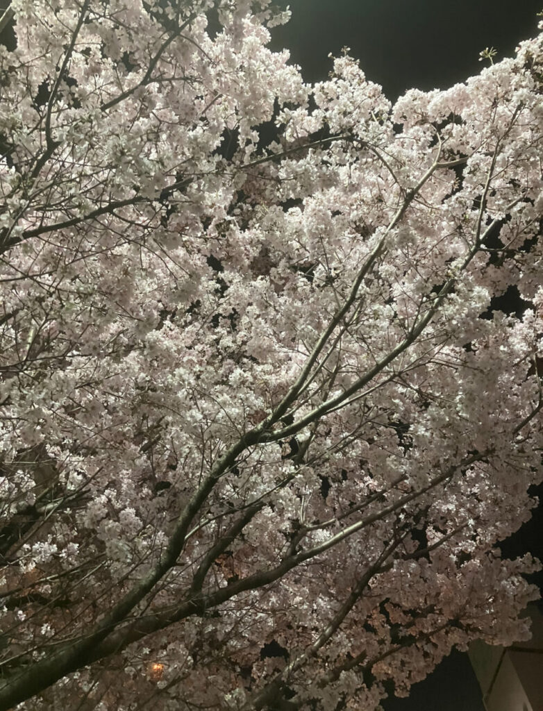 満開夜桜