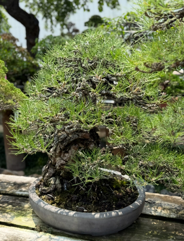 盆栽