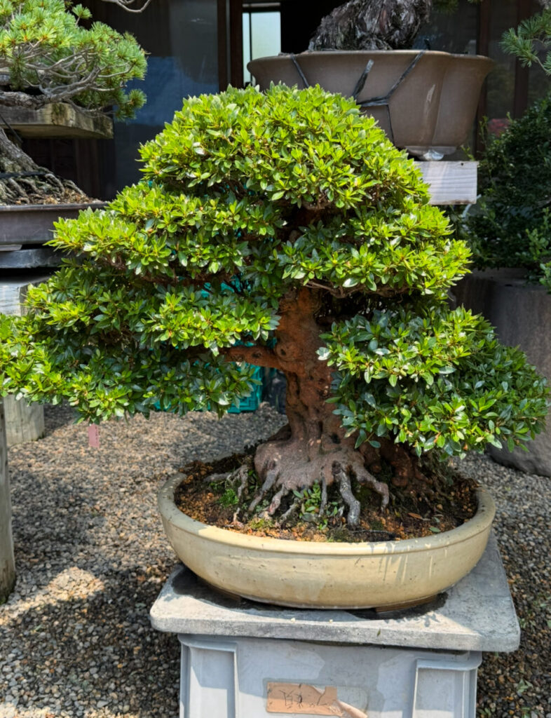 花の咲く盆栽