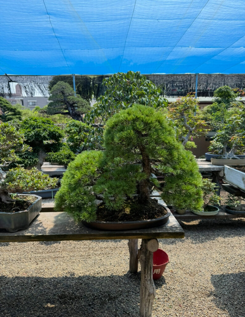 松盆栽