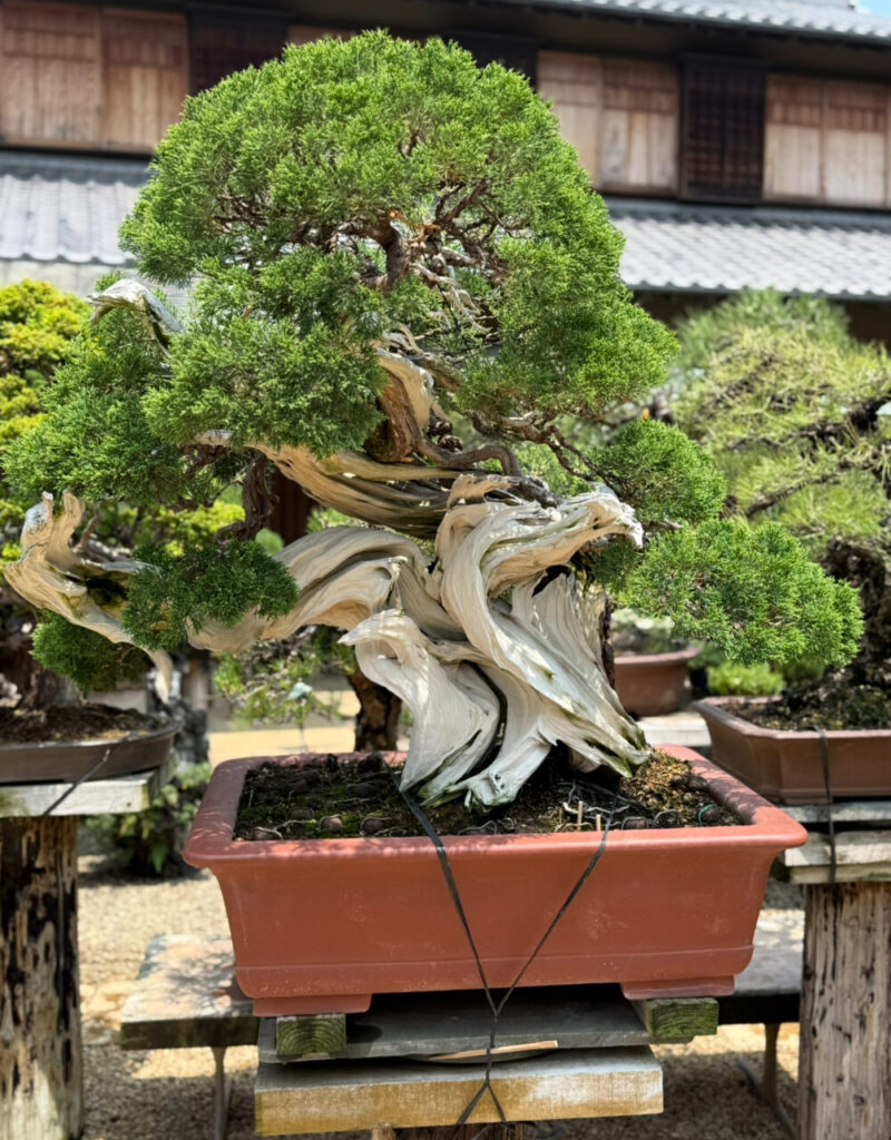 億する盆栽