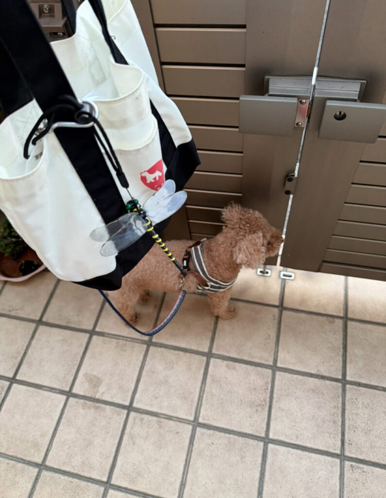 犬の散歩にオニヤンマ