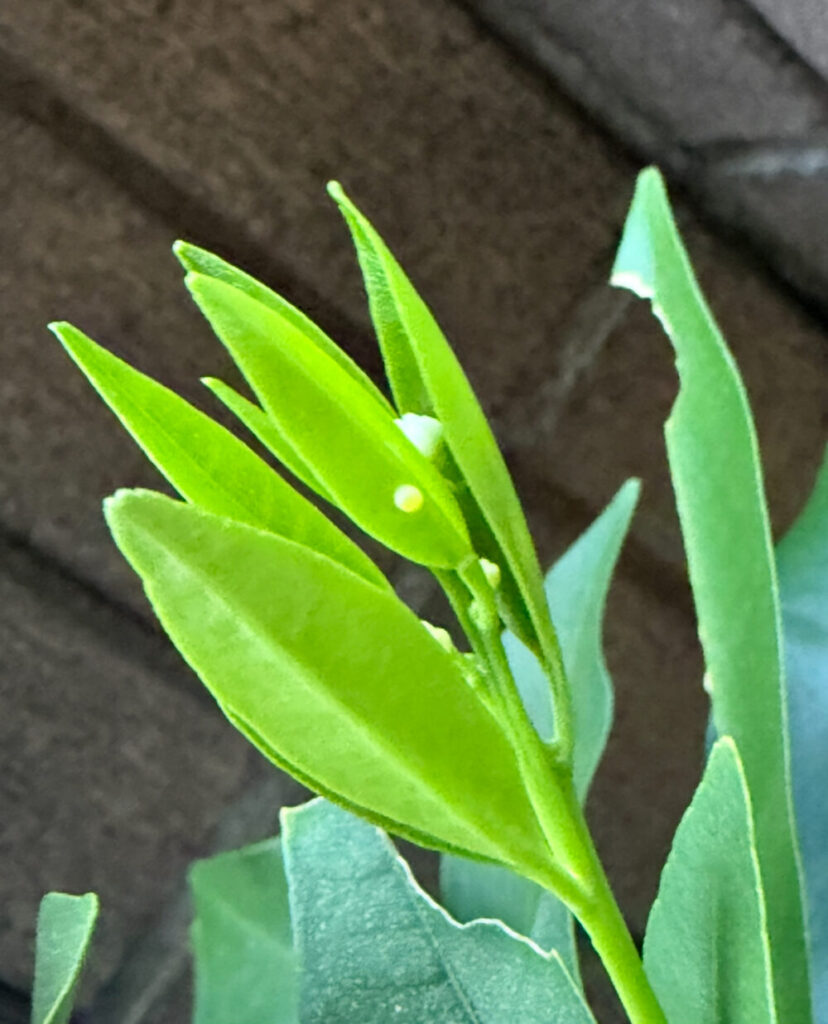 キンカンに卵