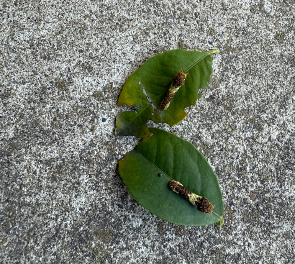 幼虫確保