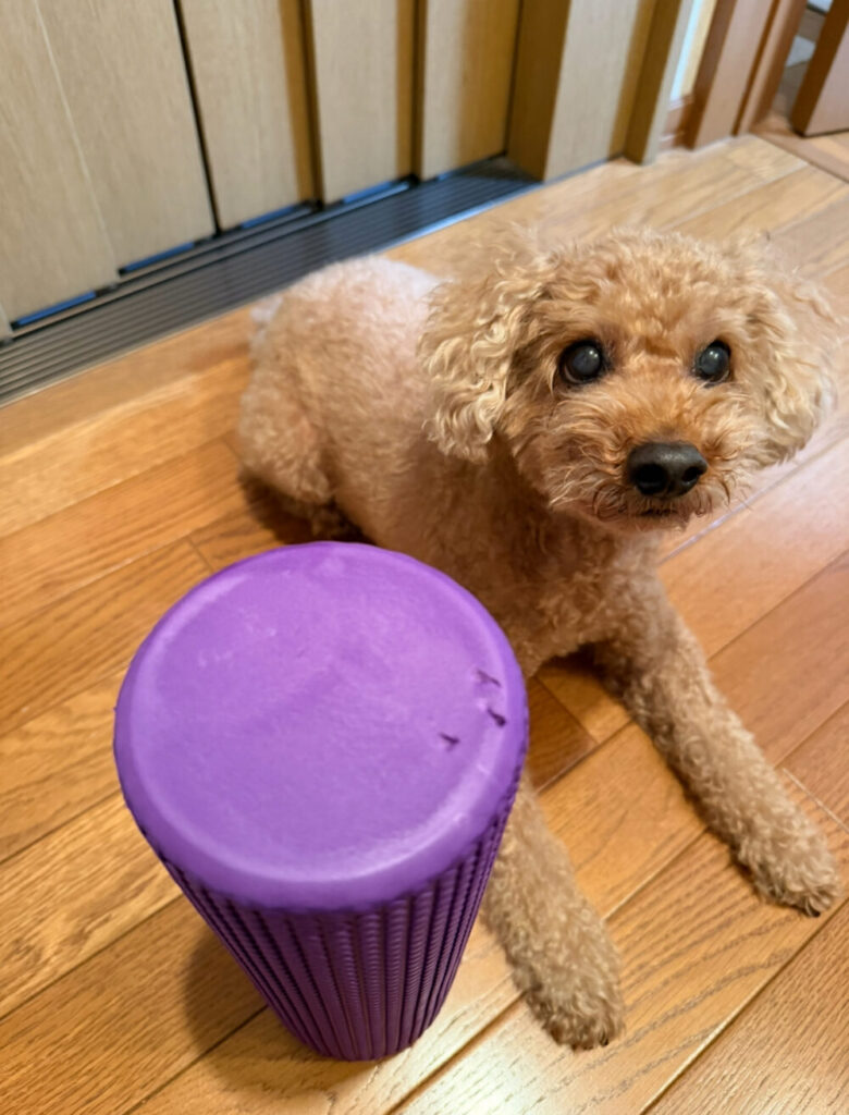 コンパクトストレッチと犬