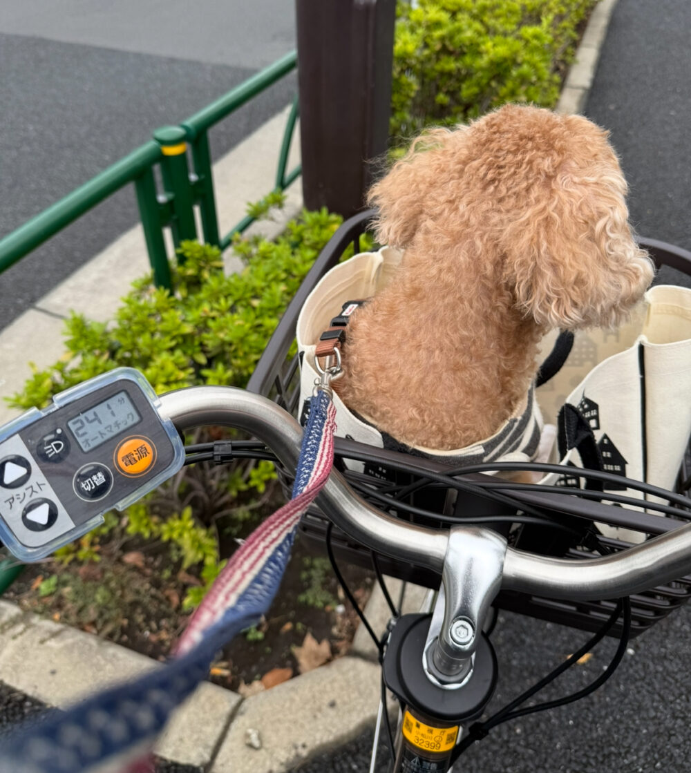 前かごのプードル