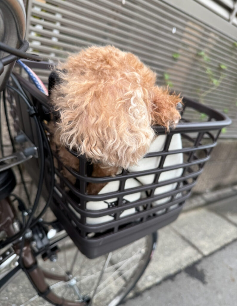 前かごでのんびり犬