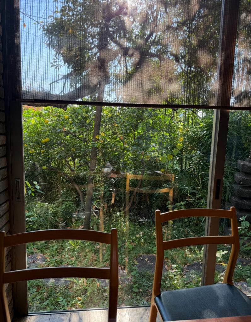 窓の外にミカンの木