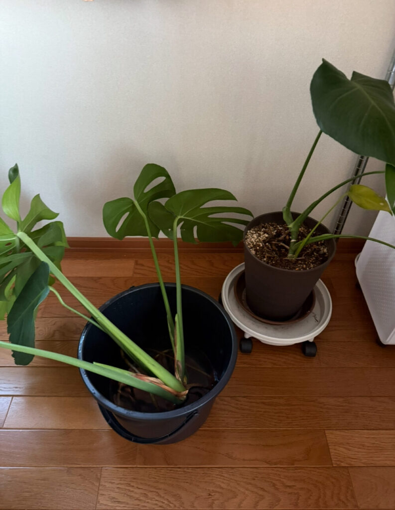 カットしたモンステラ