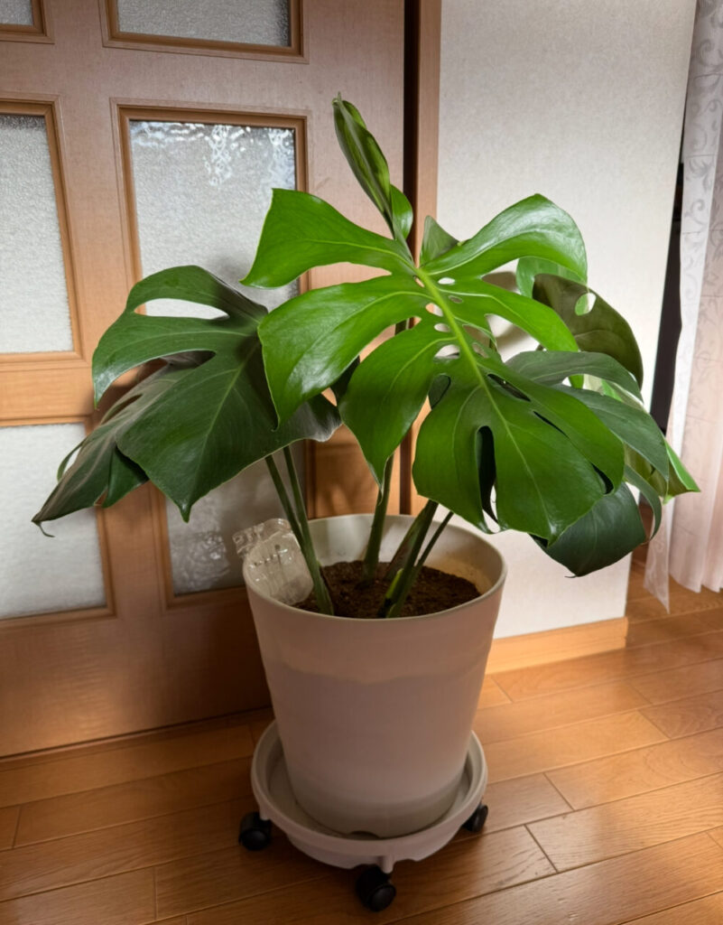 窓越しのモンステラ