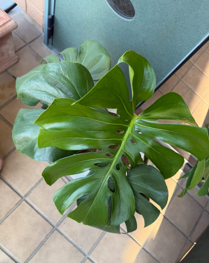 モンステラの葉