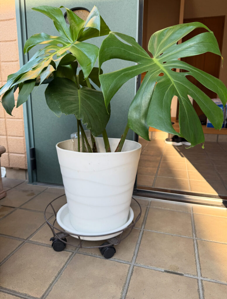 モンステラ植え替え