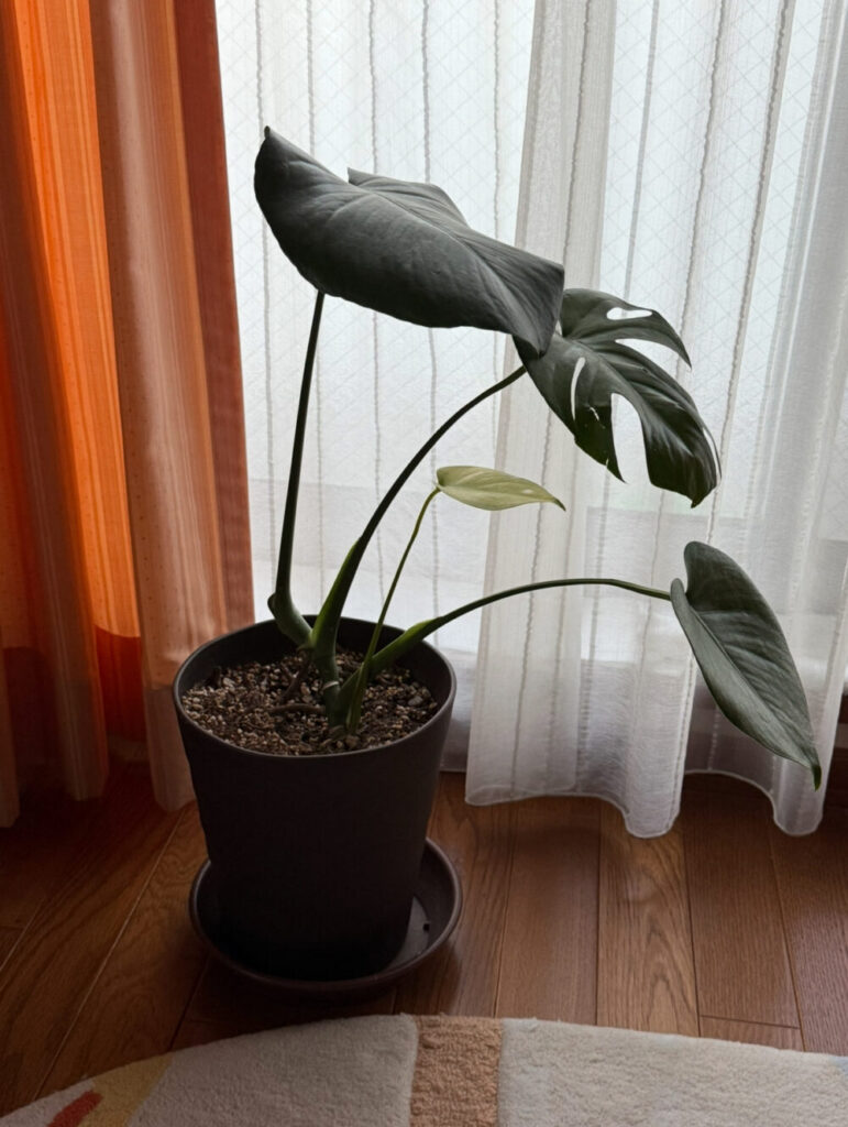 元のモンステラ