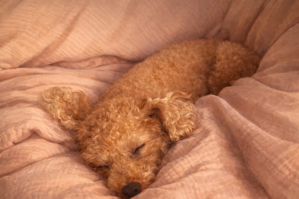ベッドで眠る犬