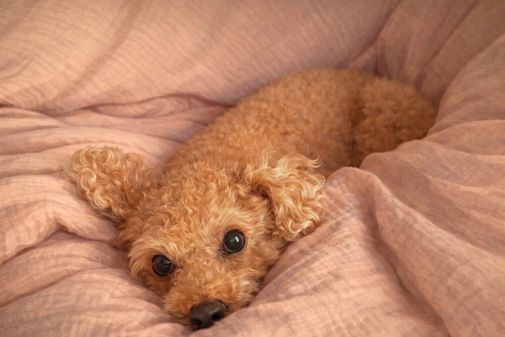 飼い主を見つめる犬