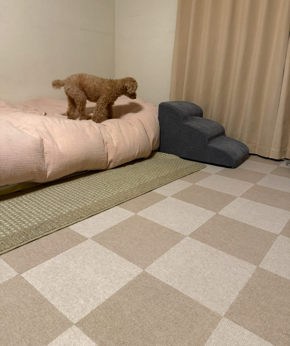 ベットを降りる犬