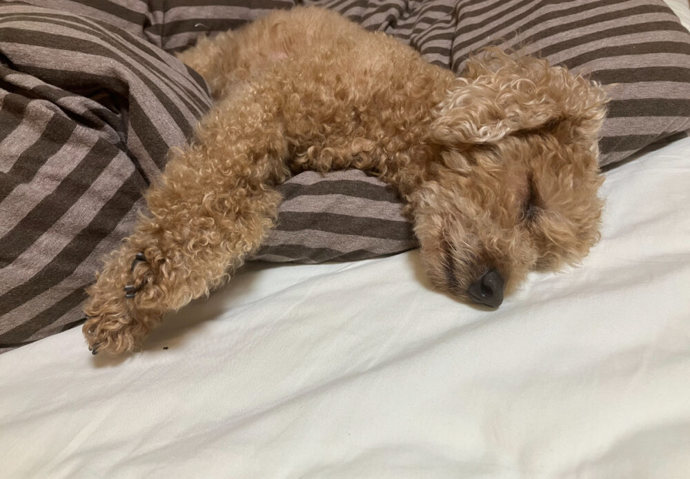 安心して寝ているルイ