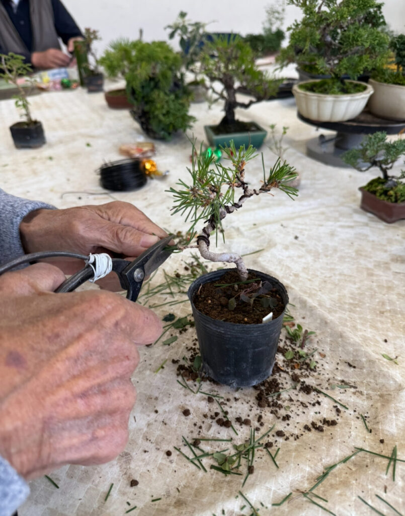 盆栽教室の風景