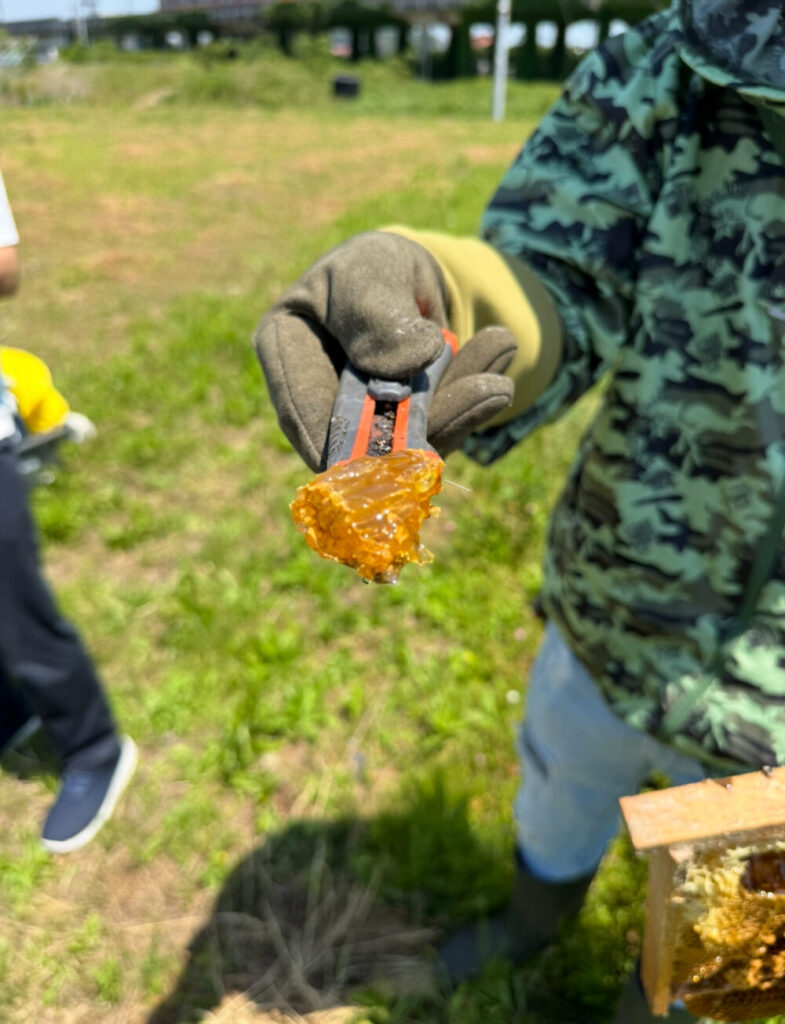 はちみつ採取