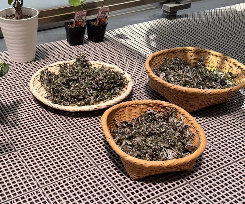 盆ざる33センチ