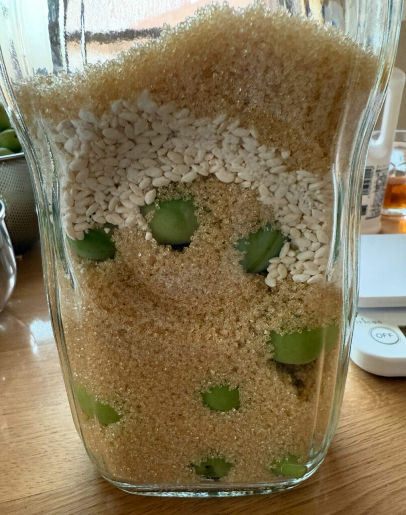 梅麹シロップ作り