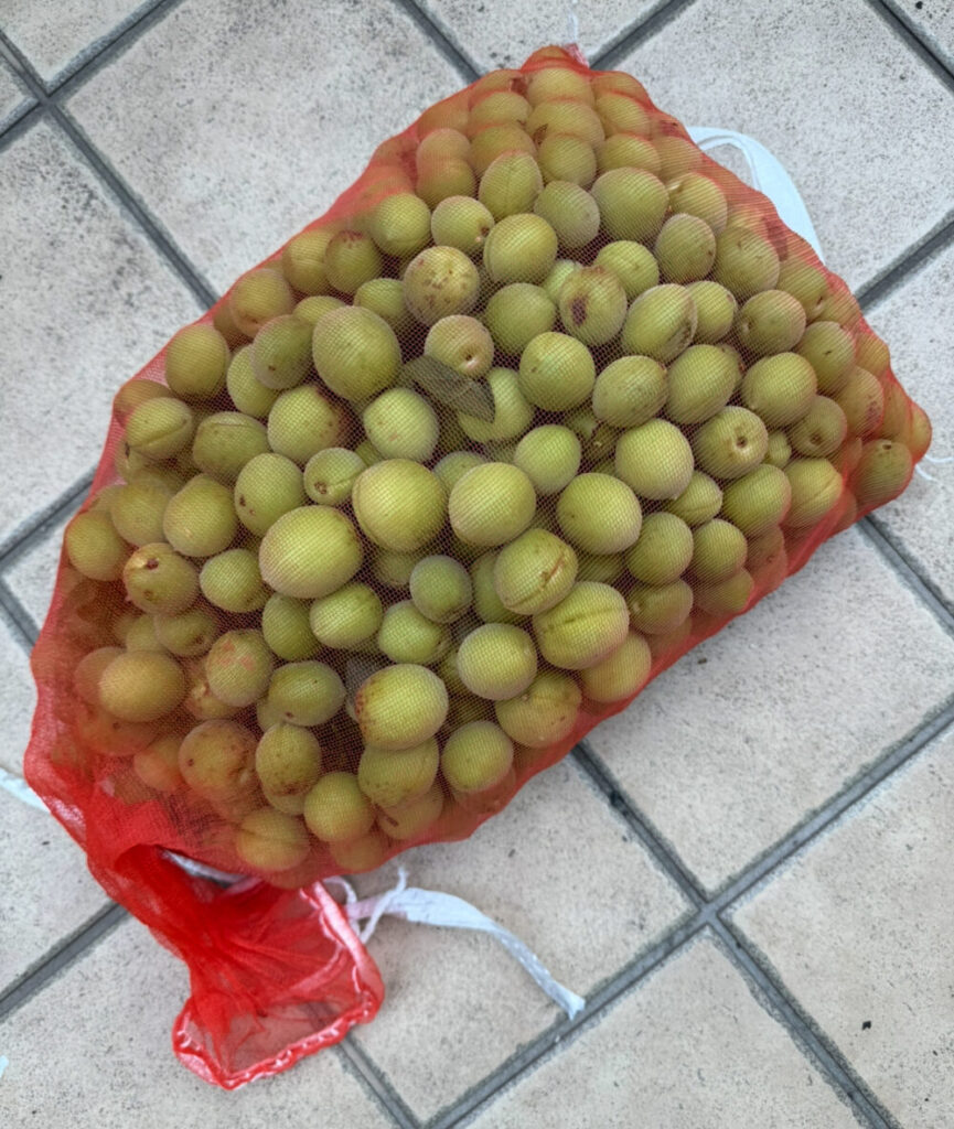 梅収穫