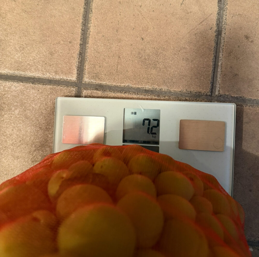 梅7キロ