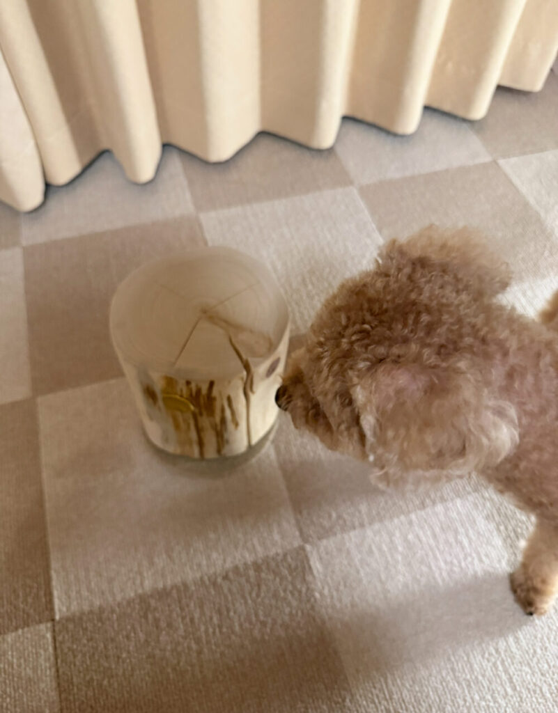 犬もひば