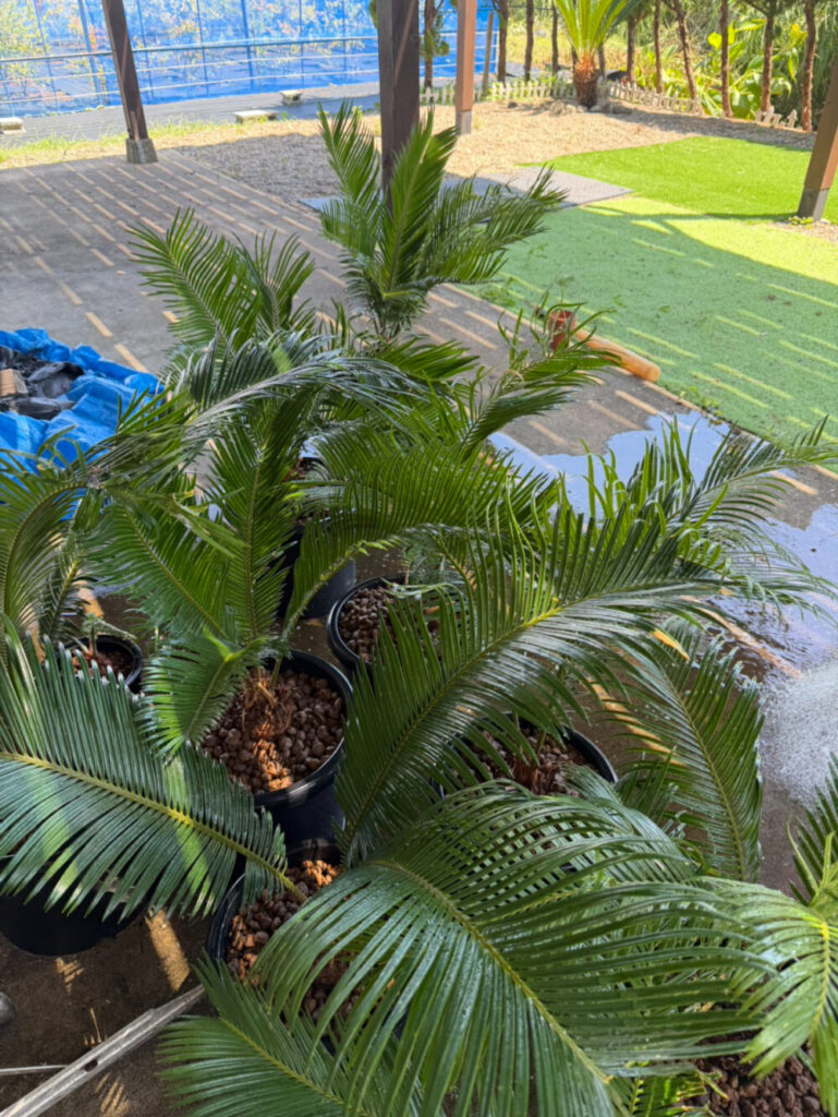 ソテツ植え替え