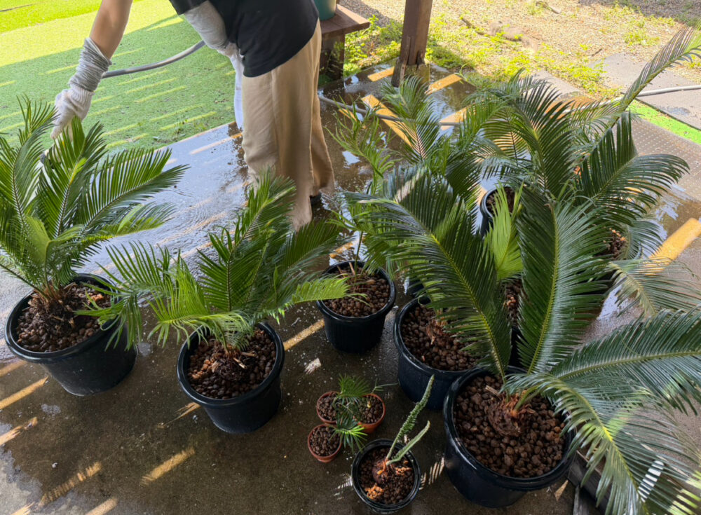 観葉植物ソテツ